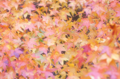 紅葉フワフラララ