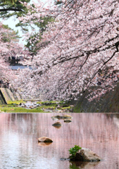 桜色