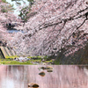 桜色