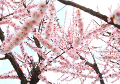 梅屋敷