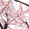 梅屋敷