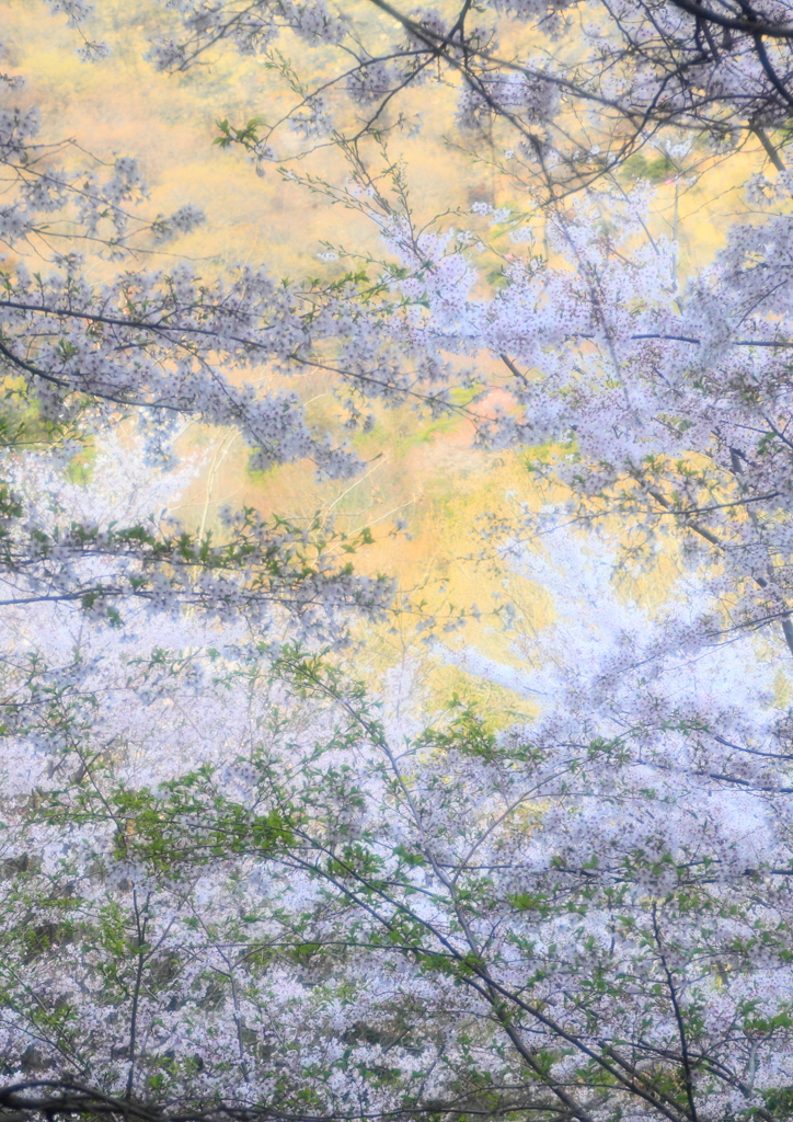 桜絵巻