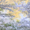 桜絵巻