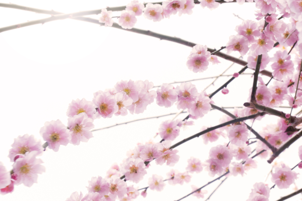 梅