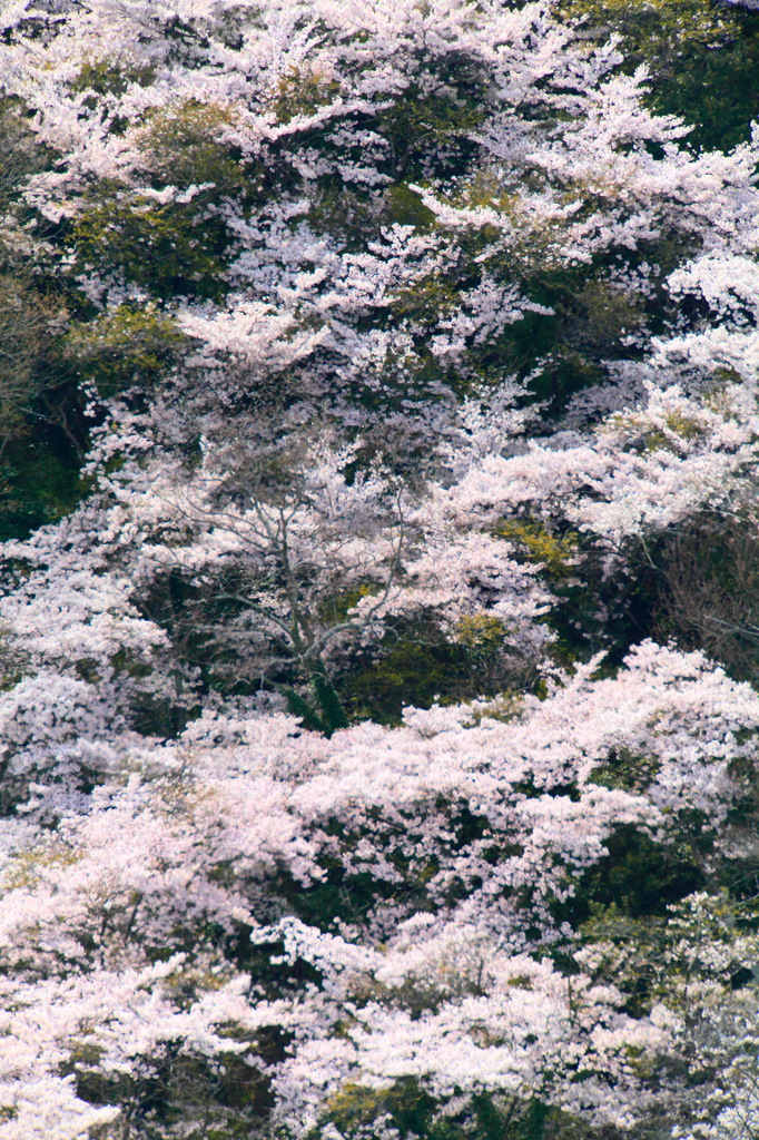 桜絵巻