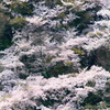 桜絵巻