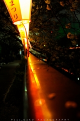 目黒川の夜桜