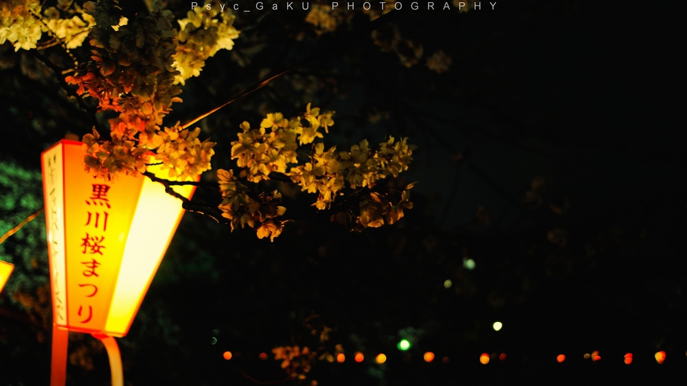 目黒川の夜桜