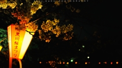 目黒川の夜桜
