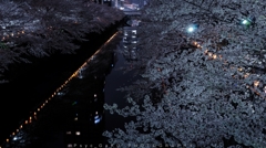 目黒川の夜桜
