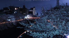 目黒川の夜桜