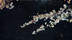 目黒川の夜桜