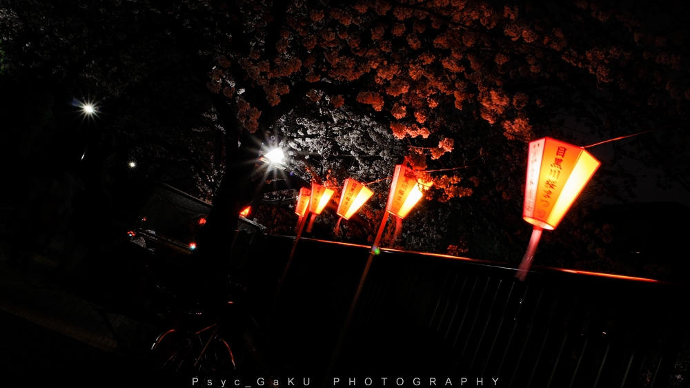 目黒川の夜桜