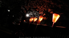 目黒川の夜桜