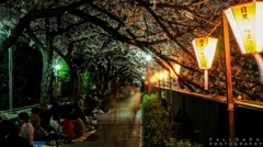 目黒川の夜桜