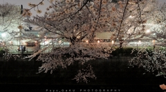 目黒川の夜桜