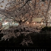 目黒川の夜桜