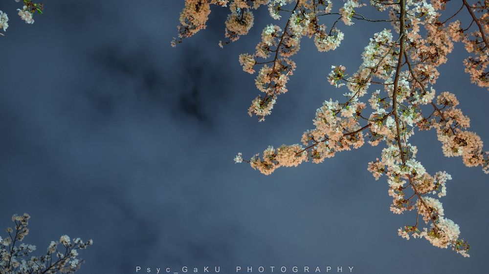 目黒川の夜桜