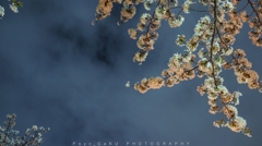 目黒川の夜桜