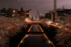 目黒川の夜桜