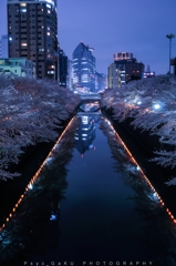 目黒川の夜桜
