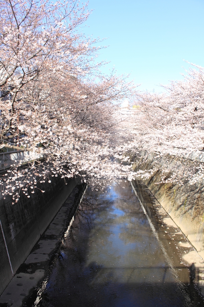 神田川と桜