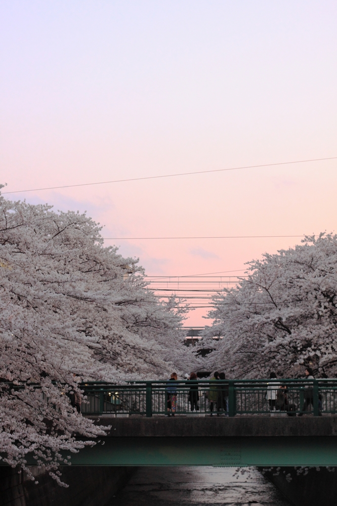 夕焼けとさくら