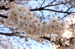 桜の季節ですね。