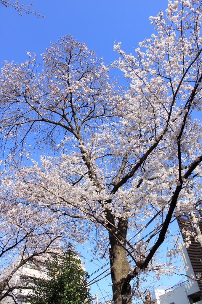 桜