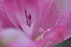 花びらの中
