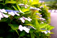 散歩道の額紫陽花