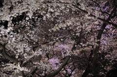 夜桜