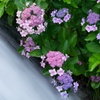 紫陽花