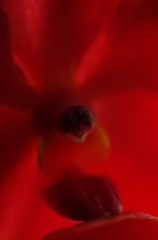 花19。