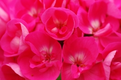 花7。