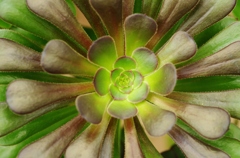 花8。
