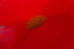 花3。