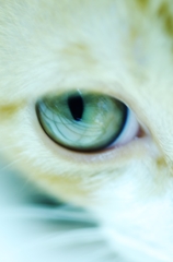 catseye