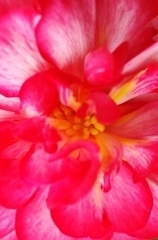 花9。