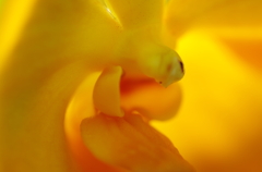 花16。