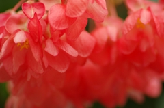 花1。
