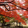 奈良の紅葉１