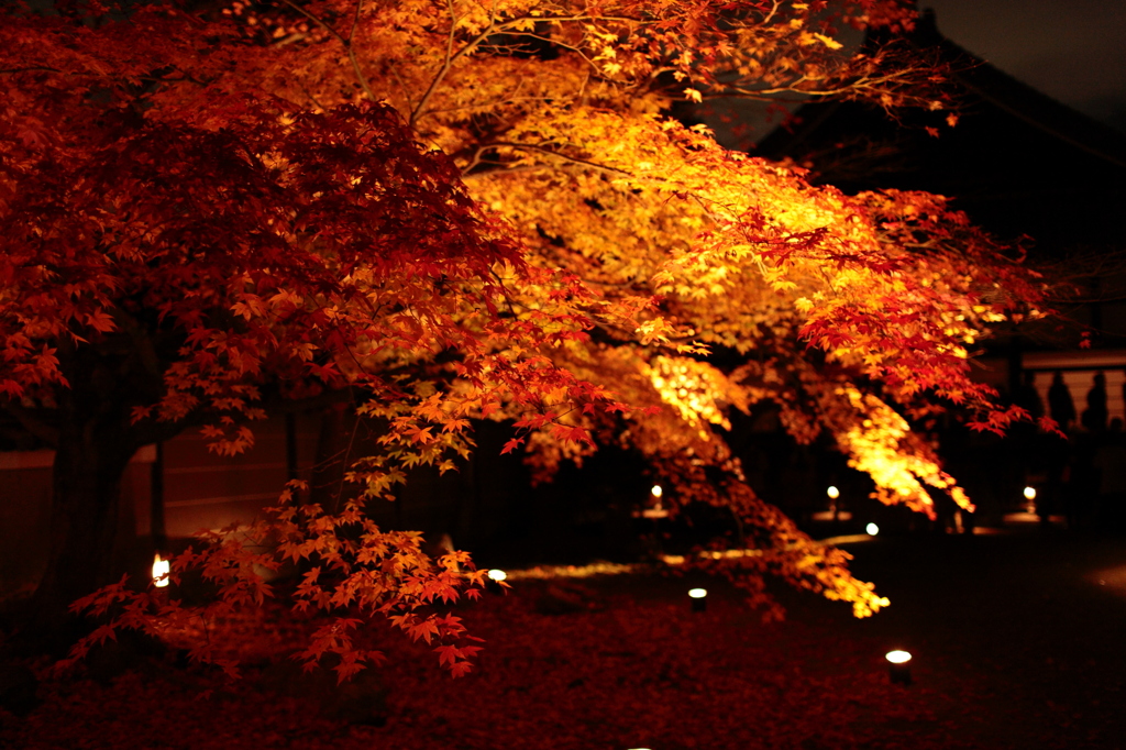 高台寺２