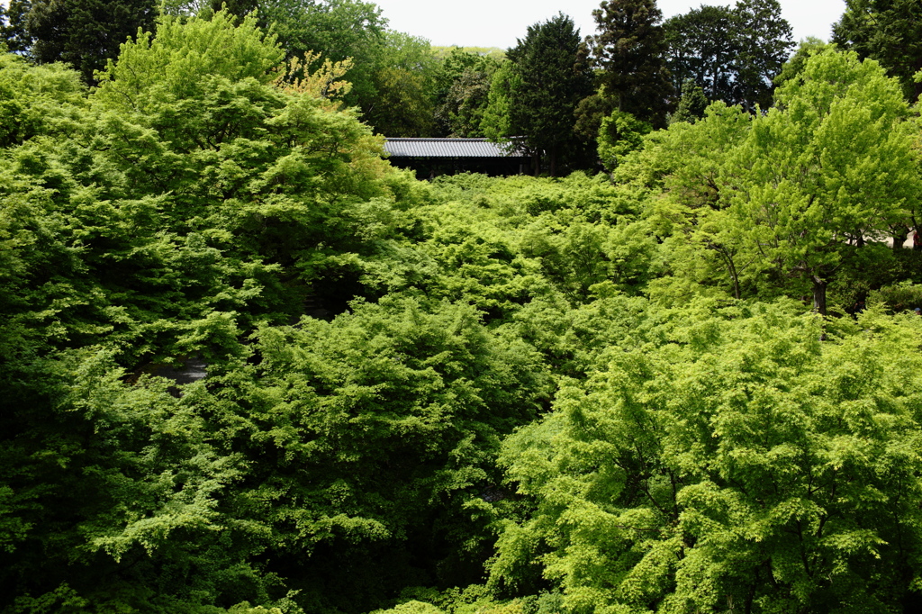 緑・望