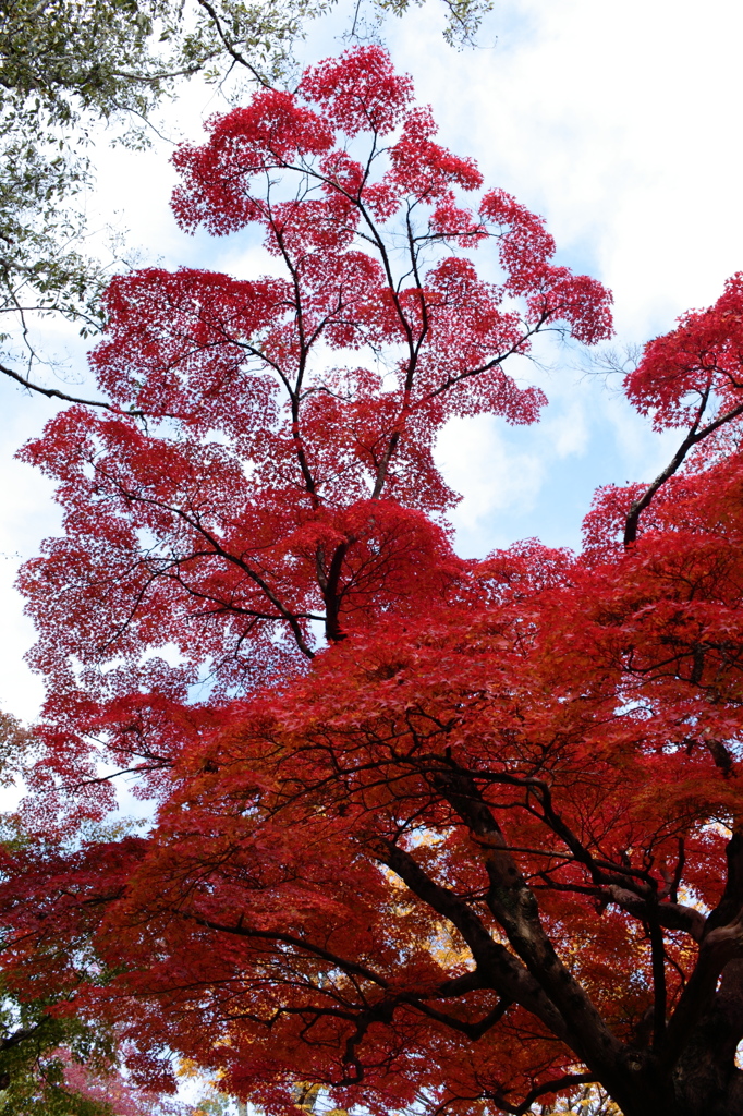 奈良の紅葉２