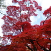 奈良の紅葉２