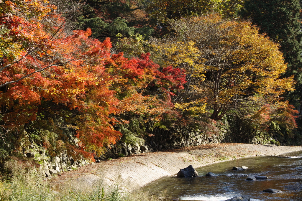 京都紅葉１