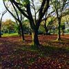 いつもの公園