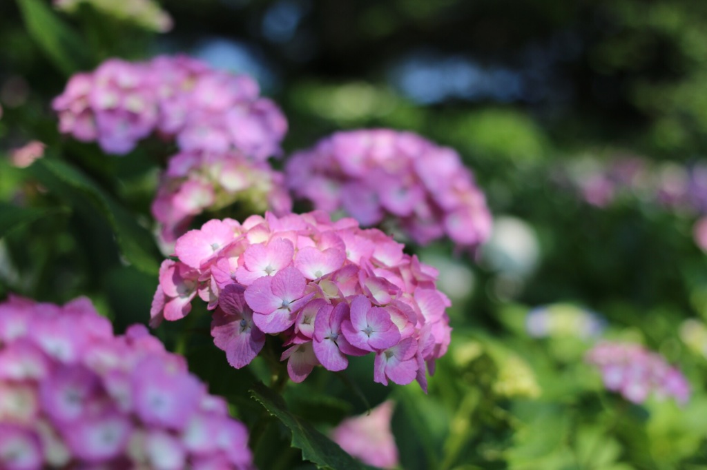 紫陽花祭り in権現堂