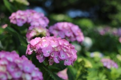 紫陽花祭り in権現堂